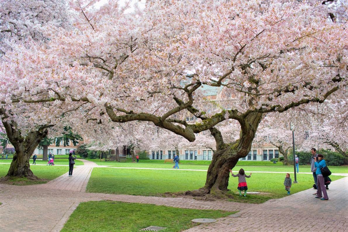 Where to See Cherry Blossoms and Other Spring Blooms Around Seattle